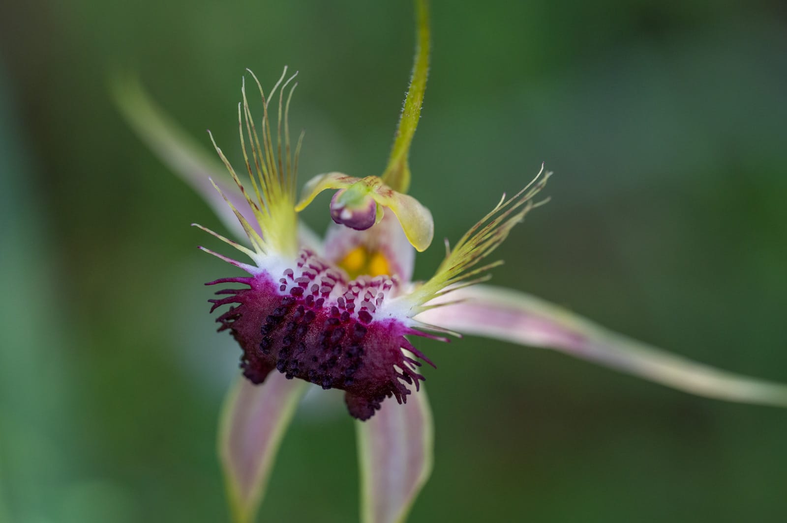 caladenia huegelii
